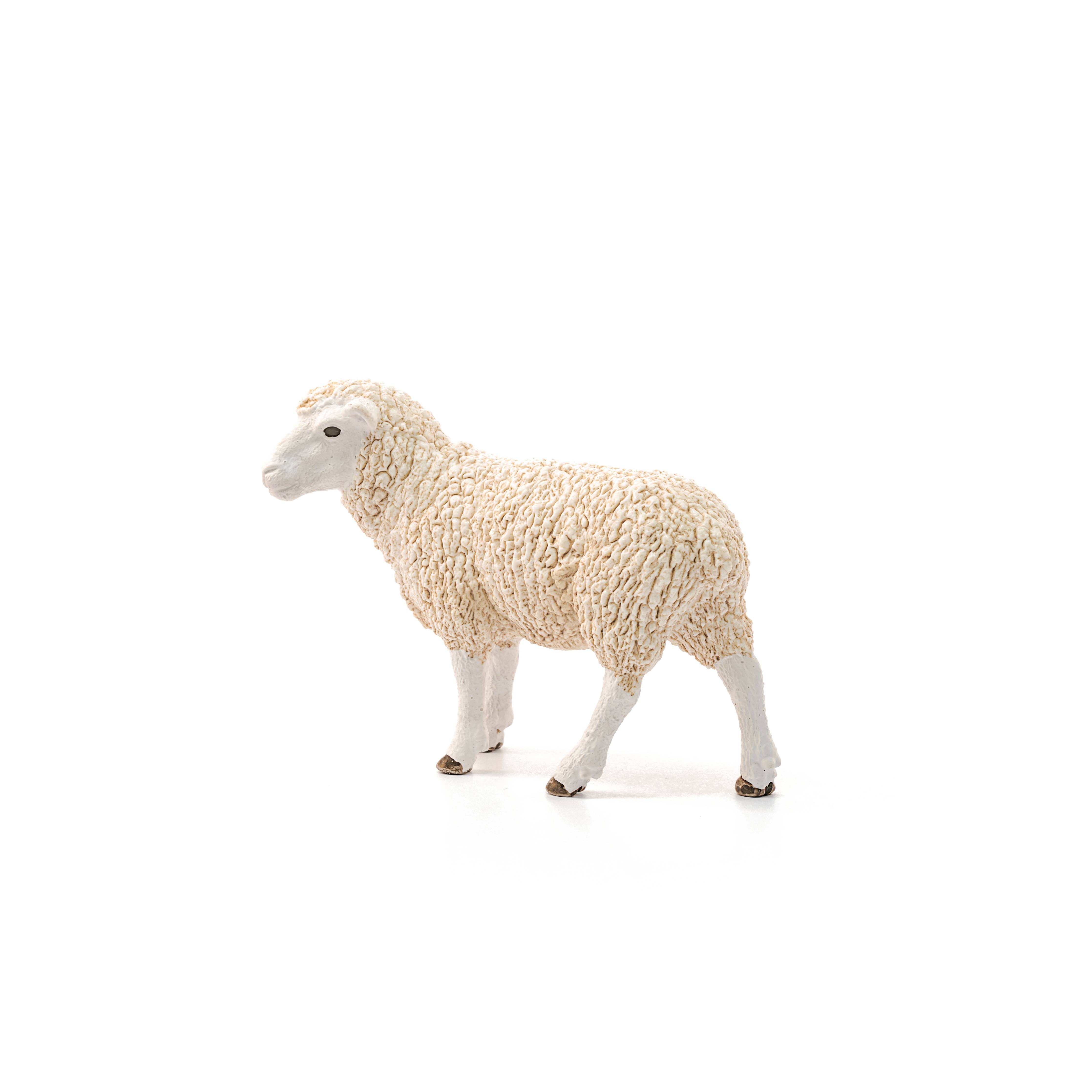 Sheep