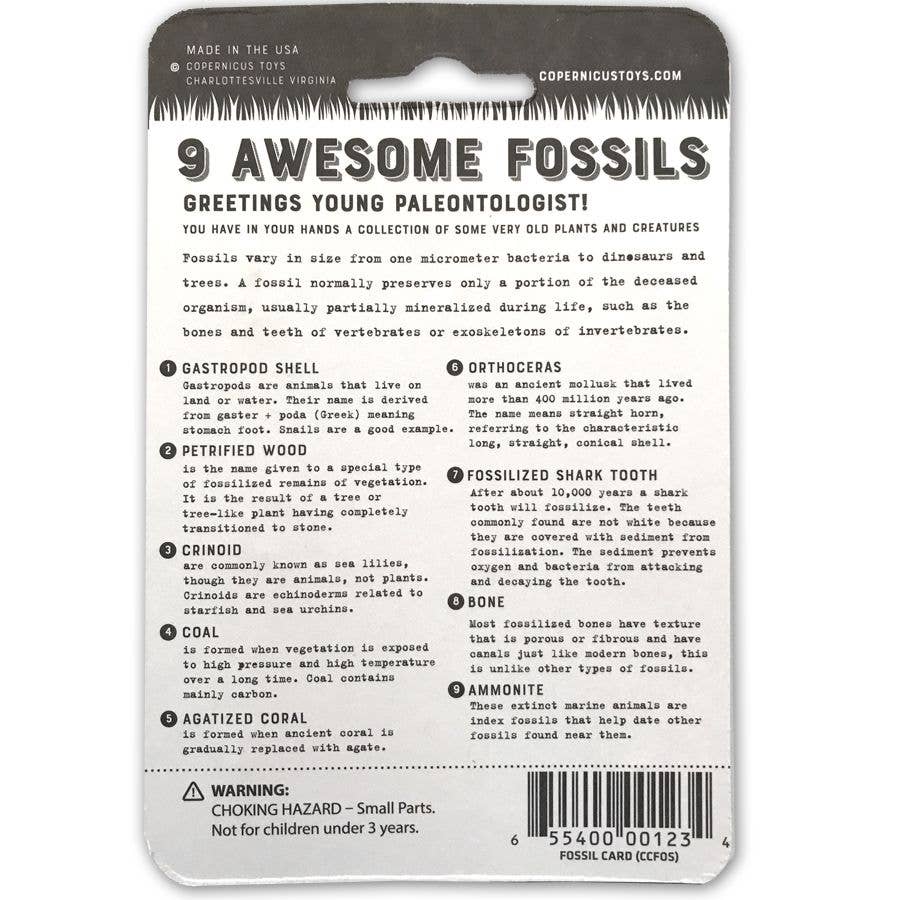 Compact Curiosities Fossil Collection