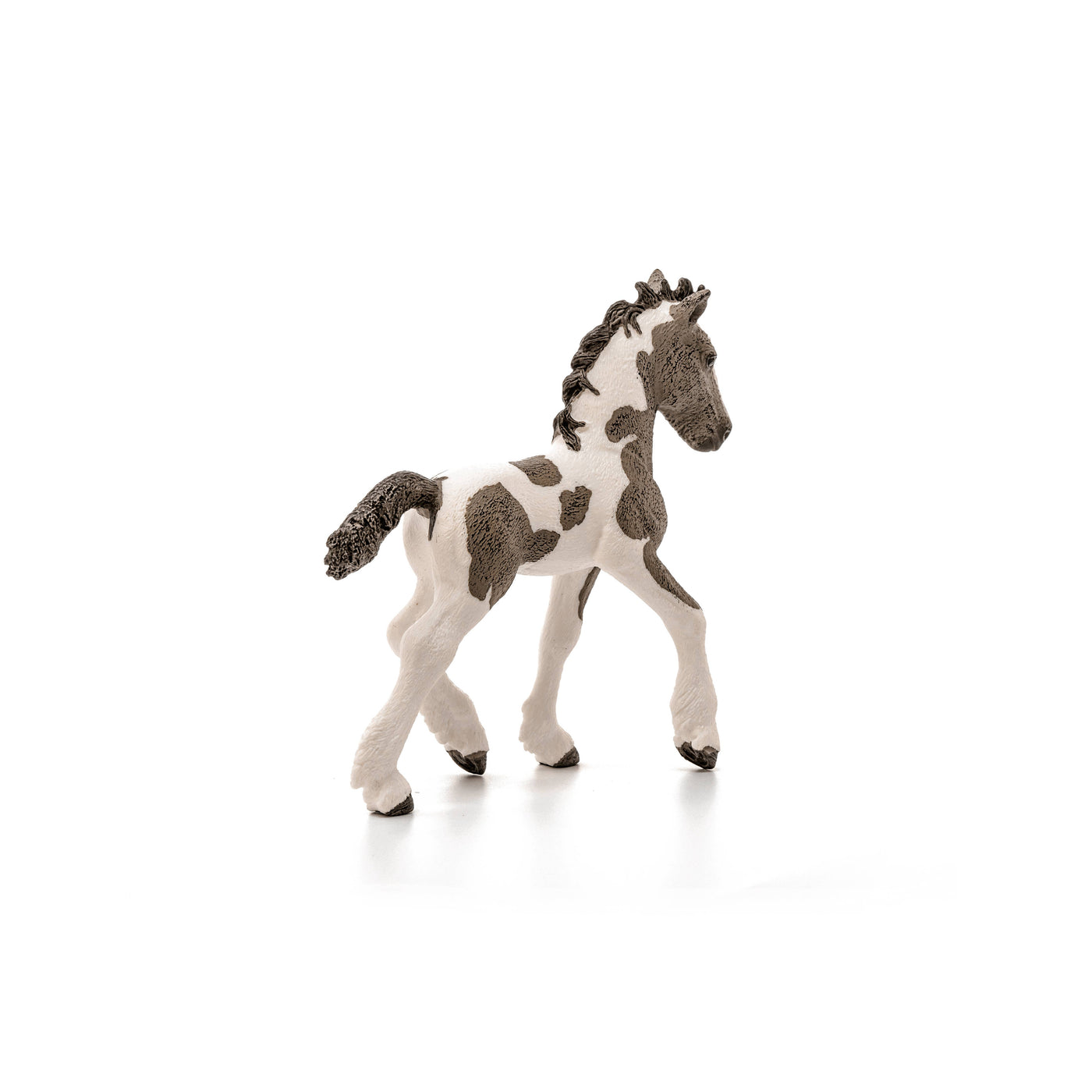 Tinker Foal