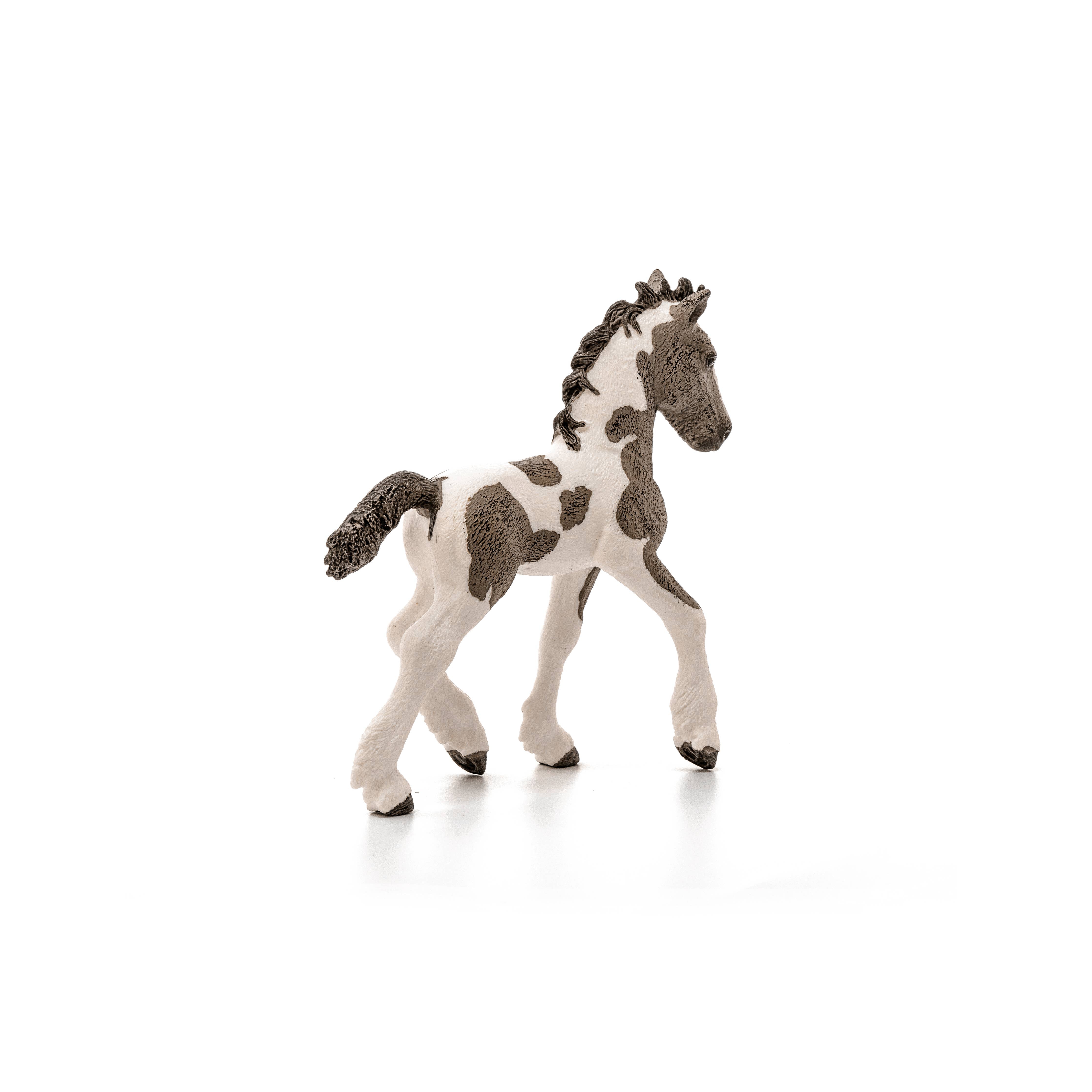 Tinker Foal
