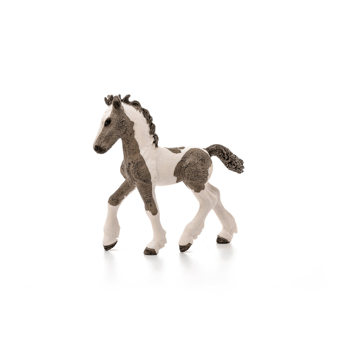 Tinker Foal