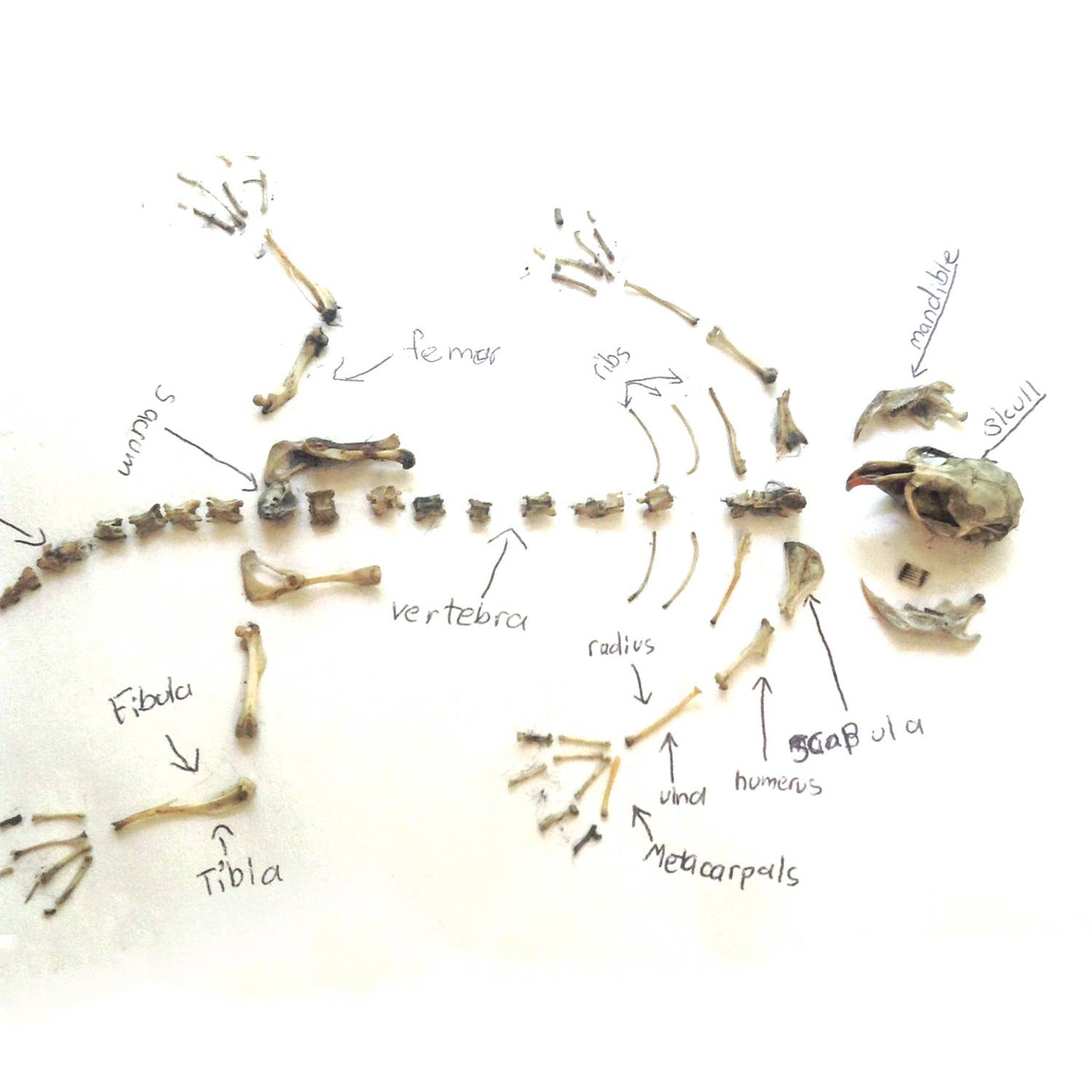 Owl Pellet Curiosities