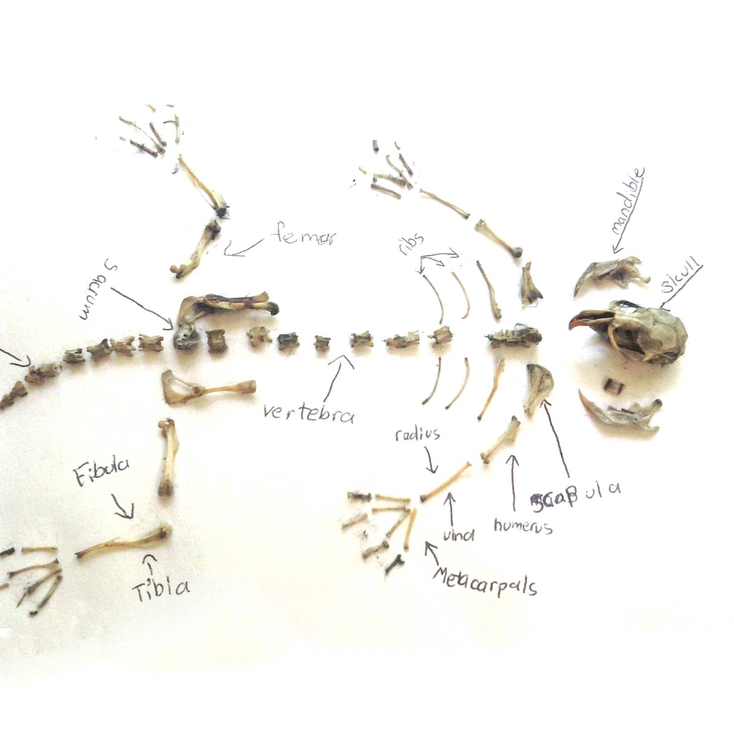 Owl Pellet Curiosities