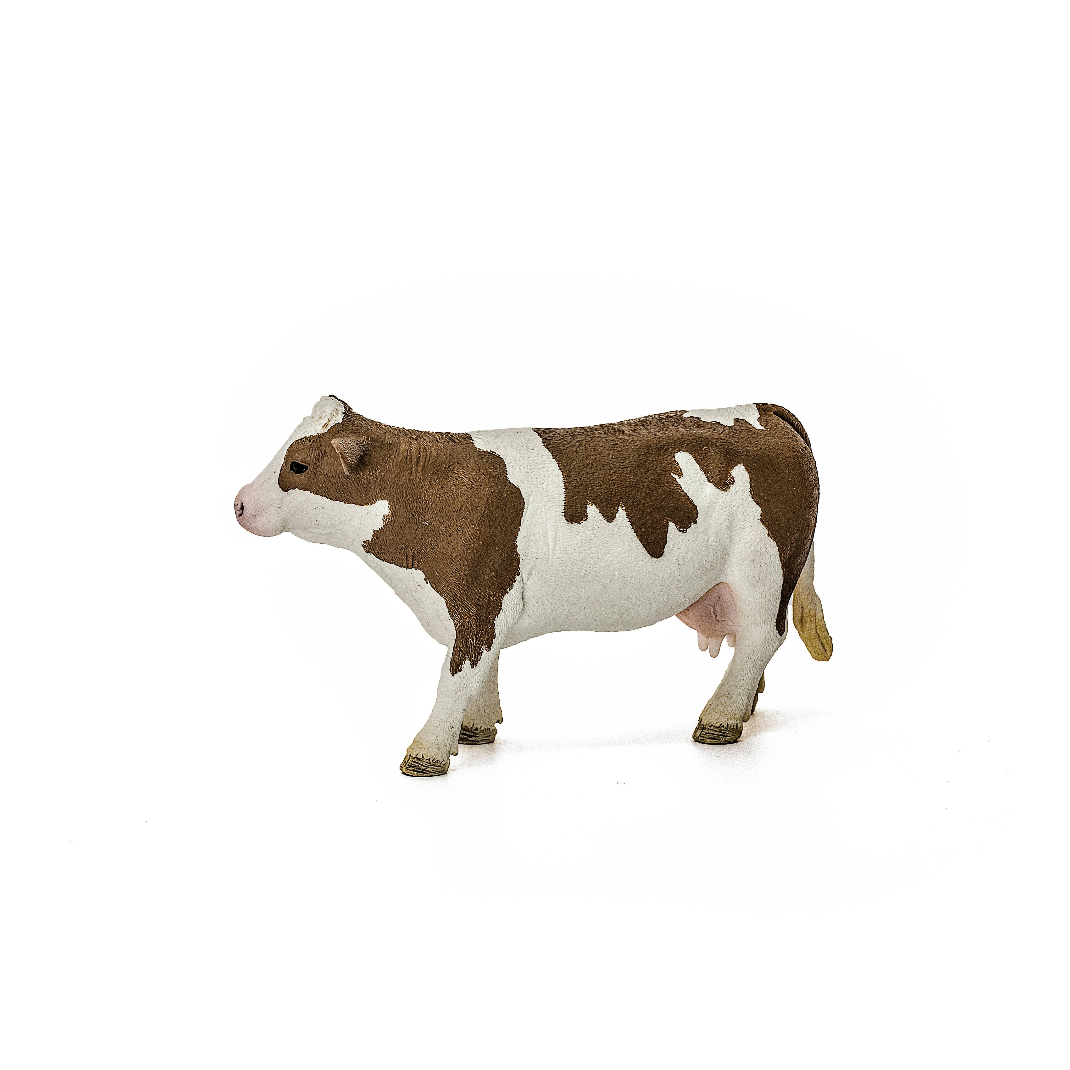 Simmental Cow