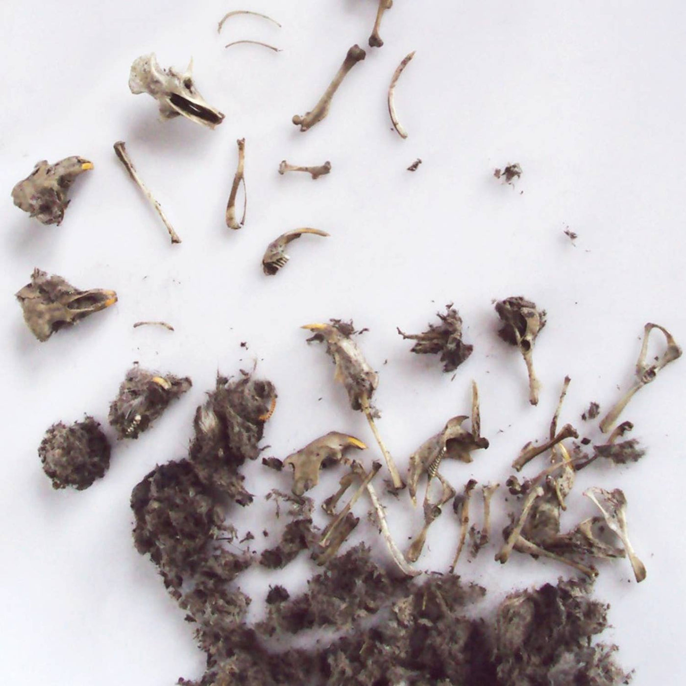 Owl Pellet Curiosities