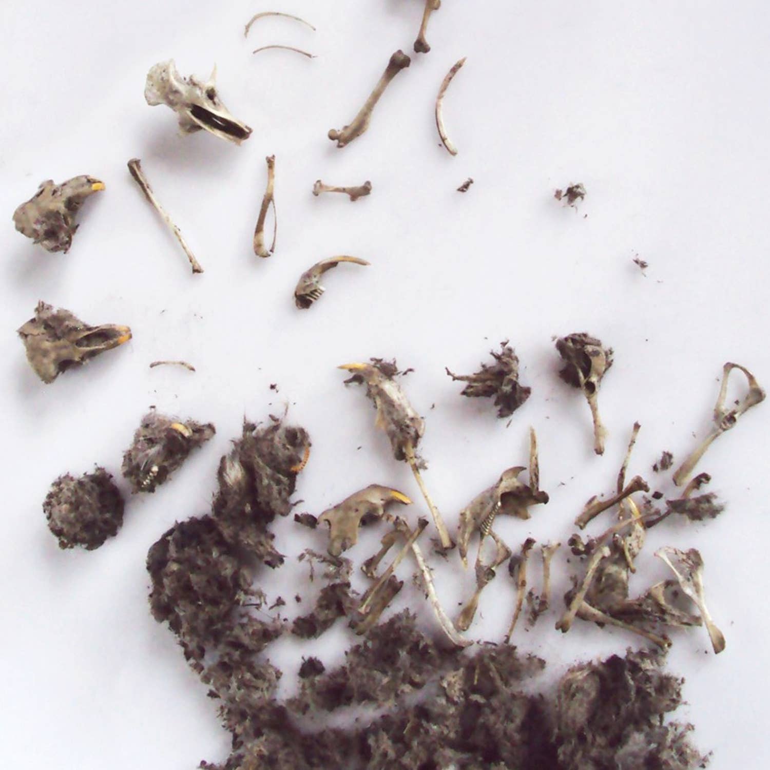 Owl Pellet Curiosities