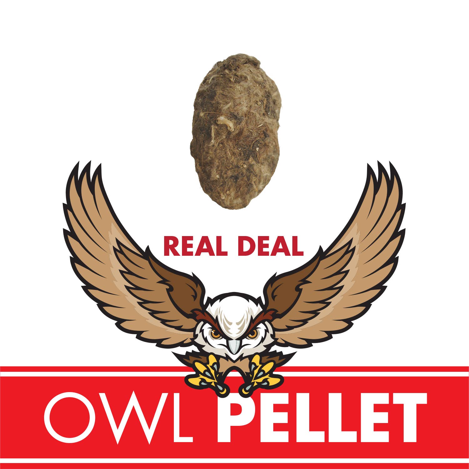 Owl Pellet Curiosities