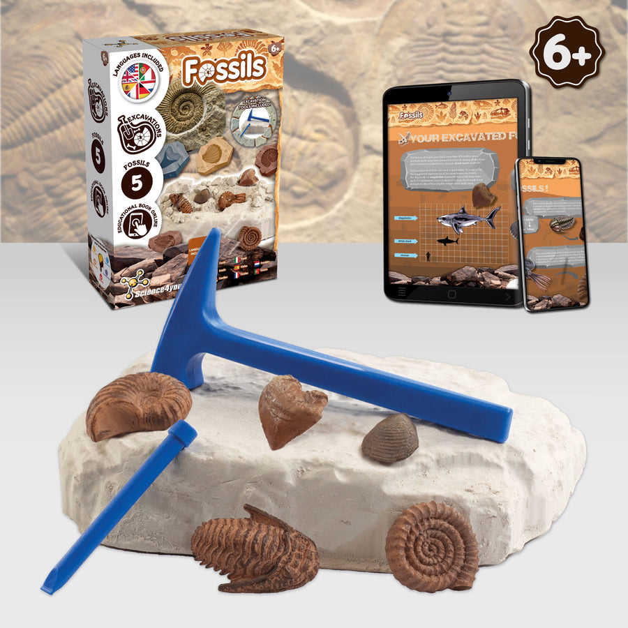 Fossils Excavations for Kids (Educational Toy 7 languages)