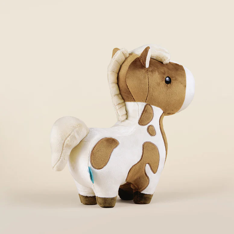 Bellzi - Pinto Horsi the Pinto Horse