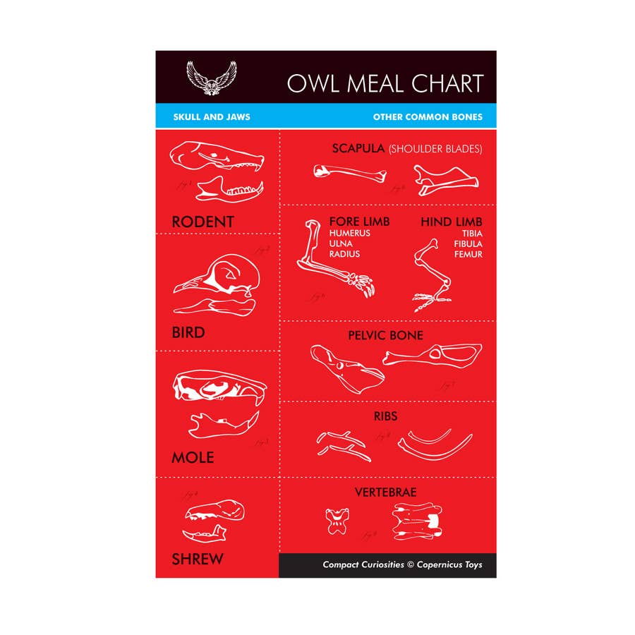 Owl Pellet Curiosities
