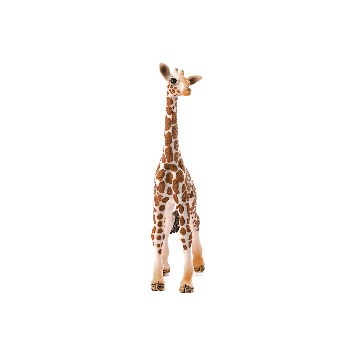 Giraffe Calf