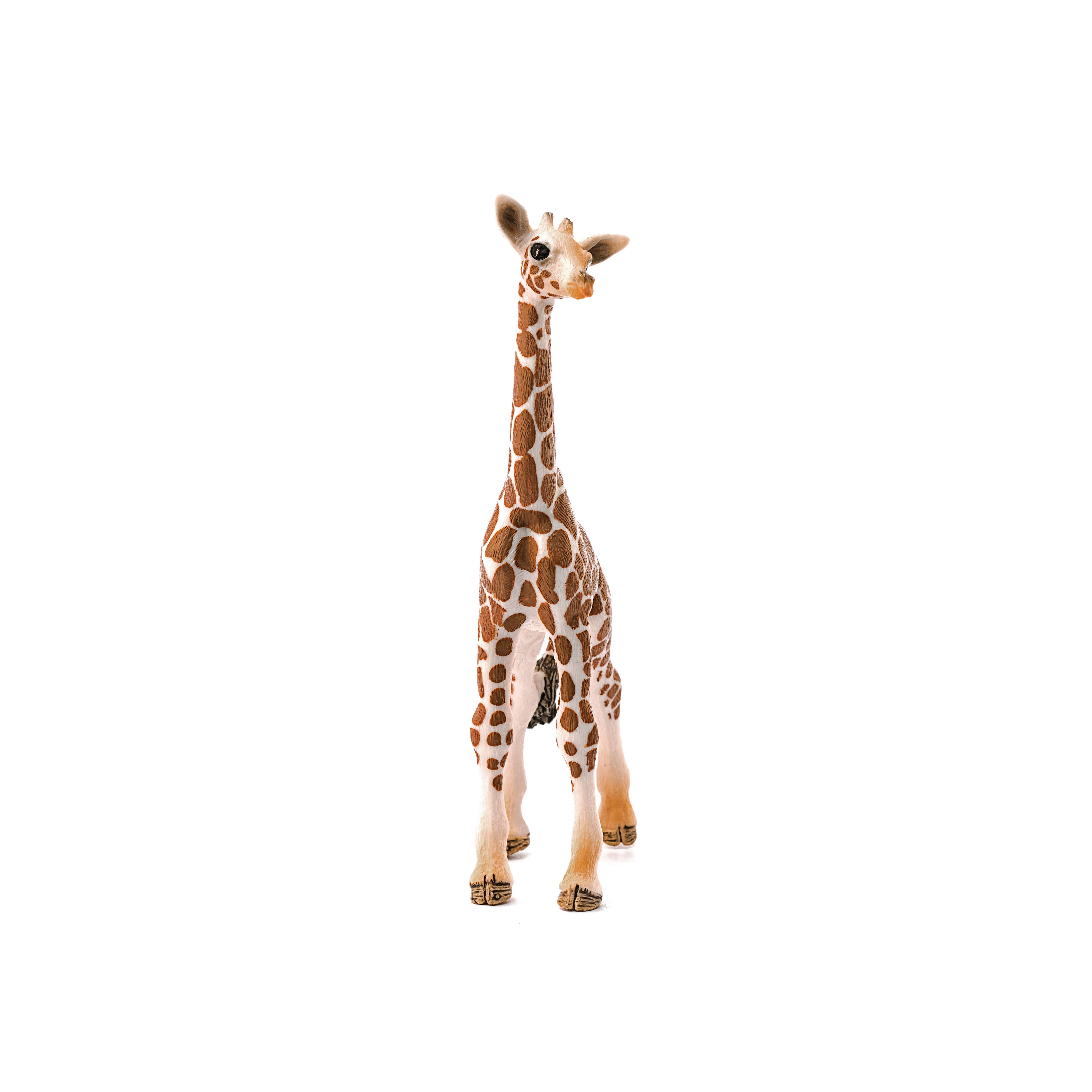 Giraffe Calf