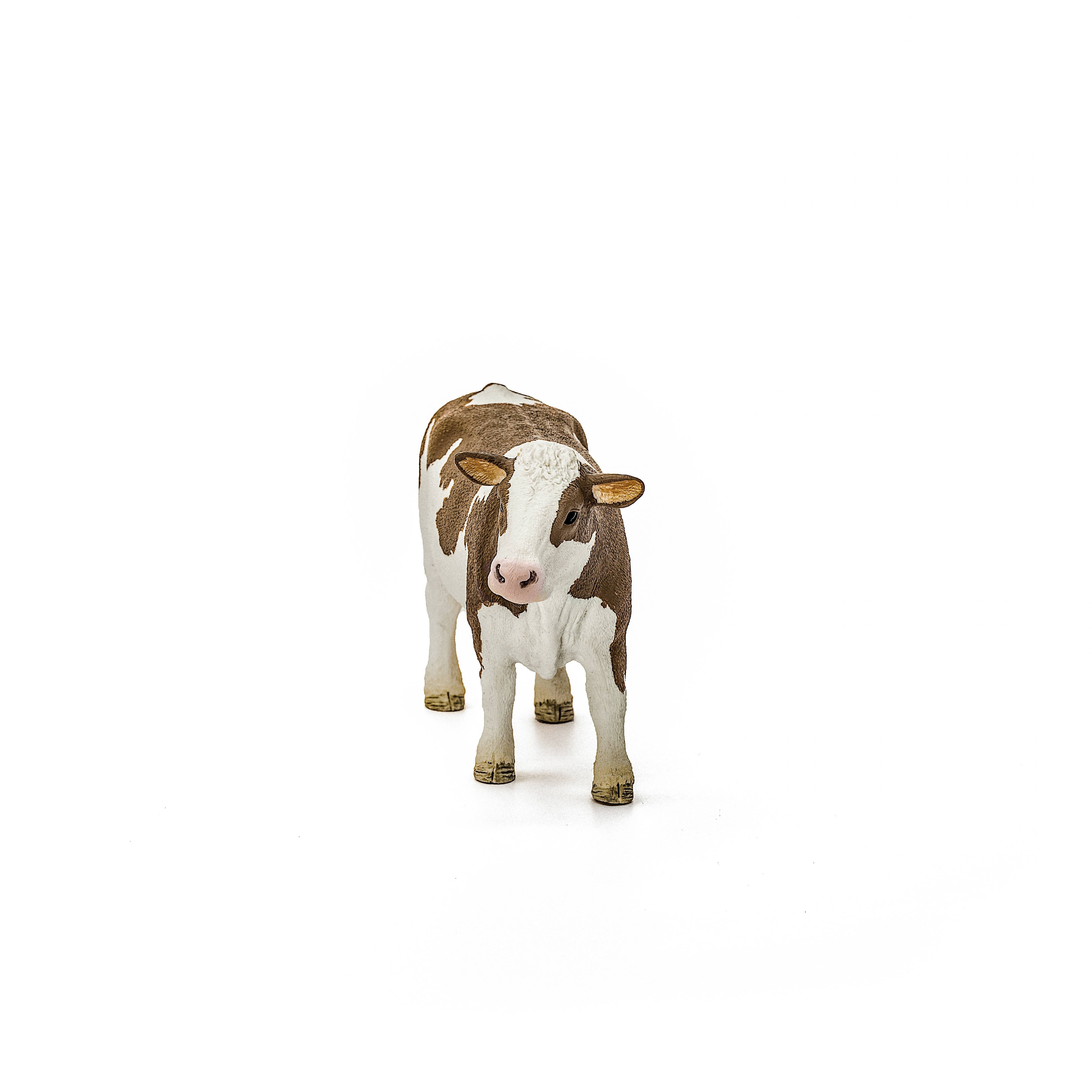 Simmental Cow