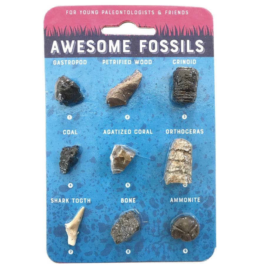 Compact Curiosities Fossil Collection